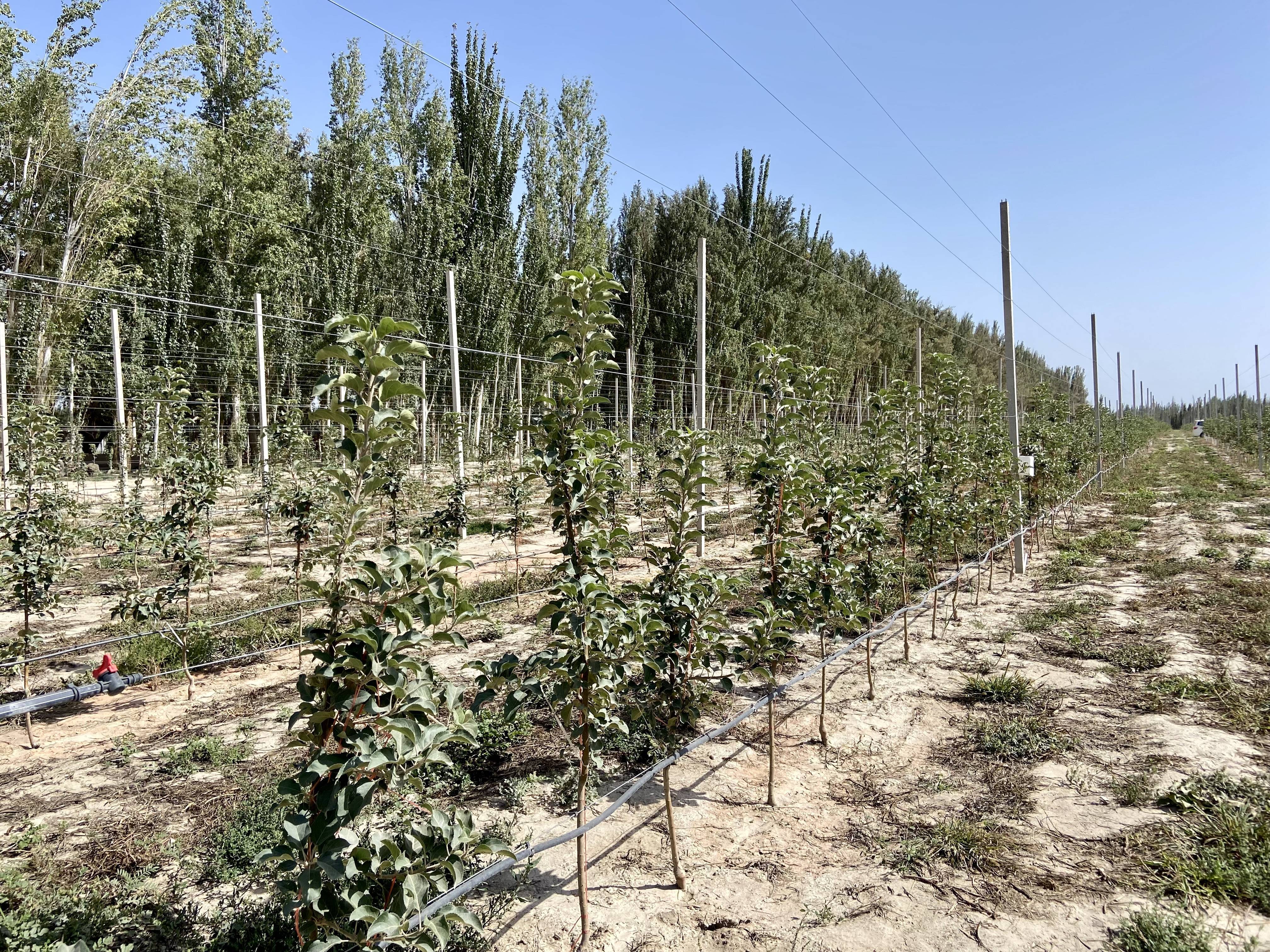 棉花果软件苹果版苹果免费下载软件商店