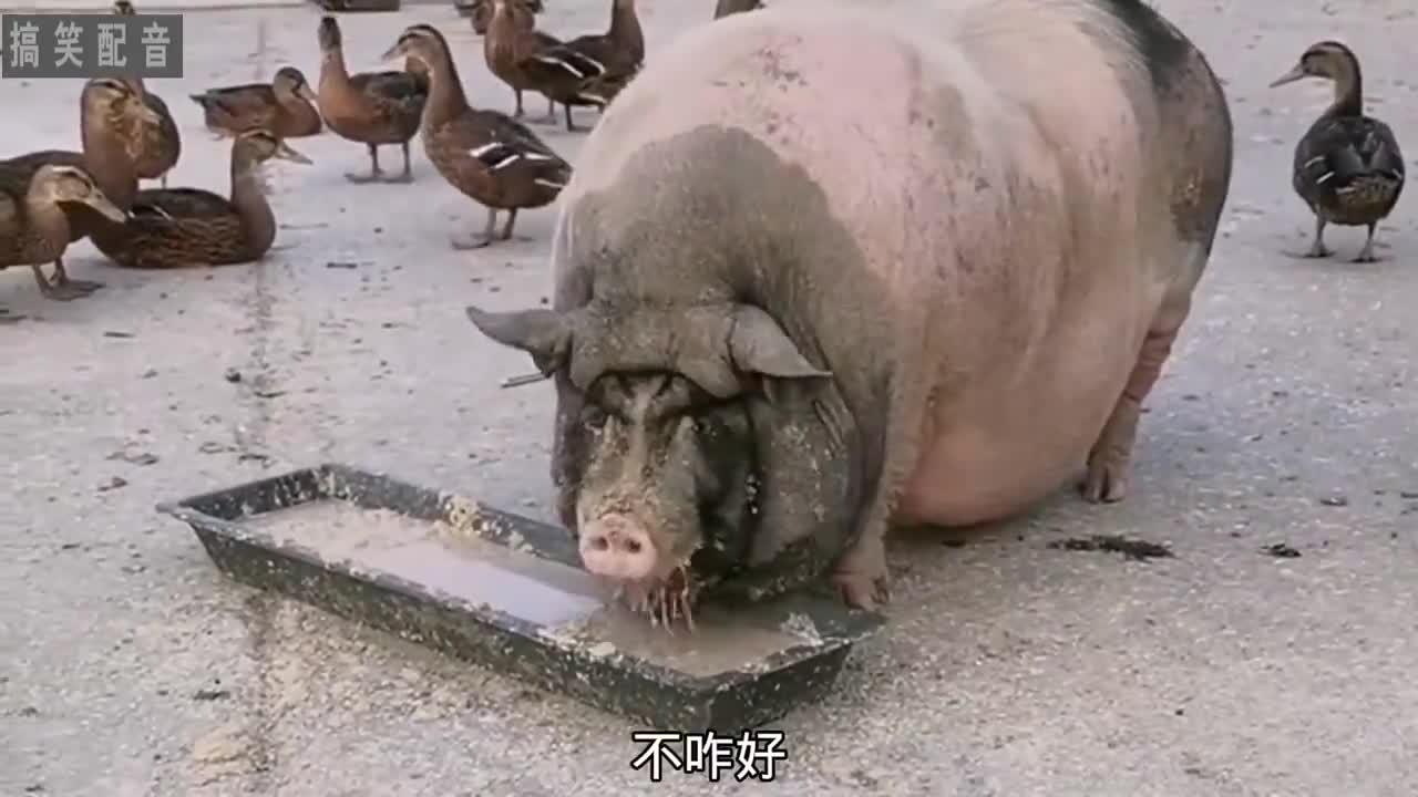 安卓菜刀过狗版android黄油刀插件-第2张图片-太平洋在线下载
