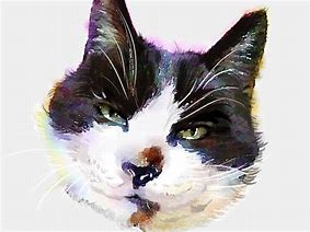 catwang安卓版下载watchapp安卓版下载