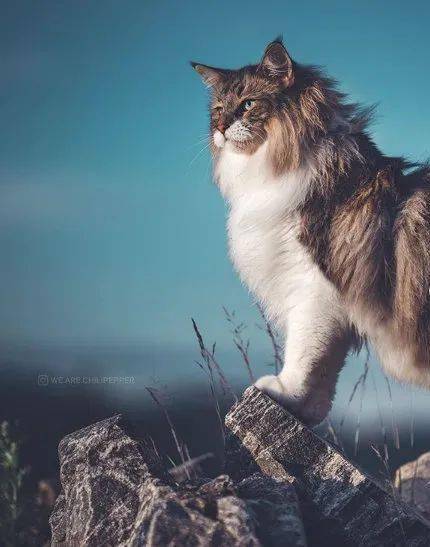 猫酷客户端猫酷网我是一只可以寻找美丽的猫