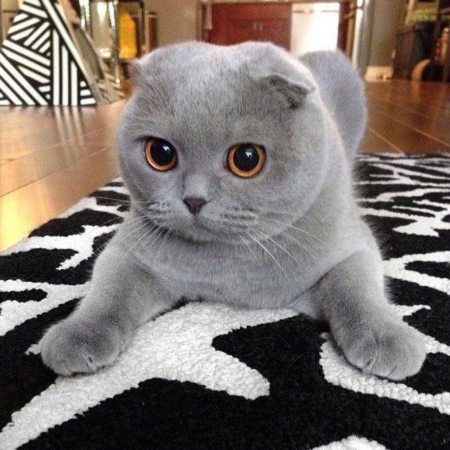猫酷客户端猫酷网我是一只可以寻找美丽的猫-第2张图片-太平洋在线下载