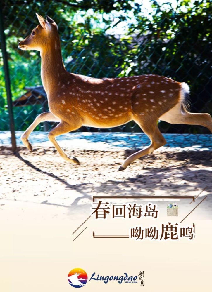 手机版鹿鸣云手机免费版下载-第2张图片-太平洋在线下载